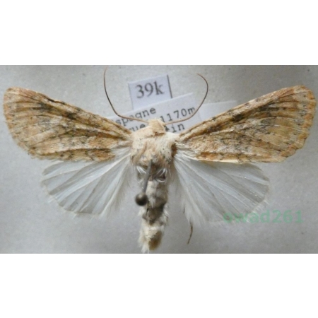 Polymixis argillaceago (Hübner, 1822) Spain39k